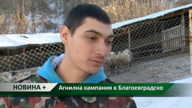 Новина плюс: Агнилна кампания в Благоевградско, автор Снежана Любенова смотреть онлайн