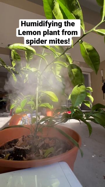 Humidifyingthe Lemon plant from spider mites! #shorts #plants #fruit смотреть онлайн