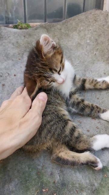 МИЛАЯ МИЛА ❤️😻💋❤️💋😻❤️ смотреть онлайн