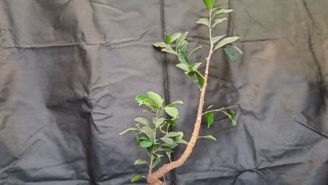 √3 ретуза2 фикус ретуза грин