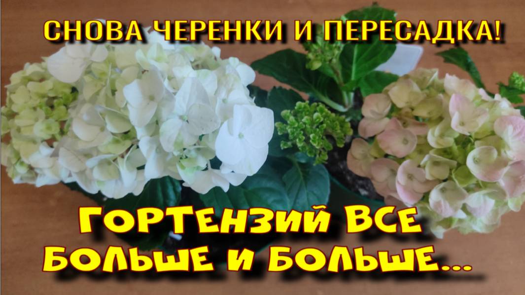 ГОРТЕНЗИЙ ВСЕ БОЛЬШЕ И БОЛЬШЕ смотреть онлайн