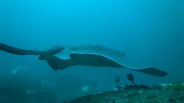 Smooth Stingray, Dasyatis brevicaudata смотреть онлайн