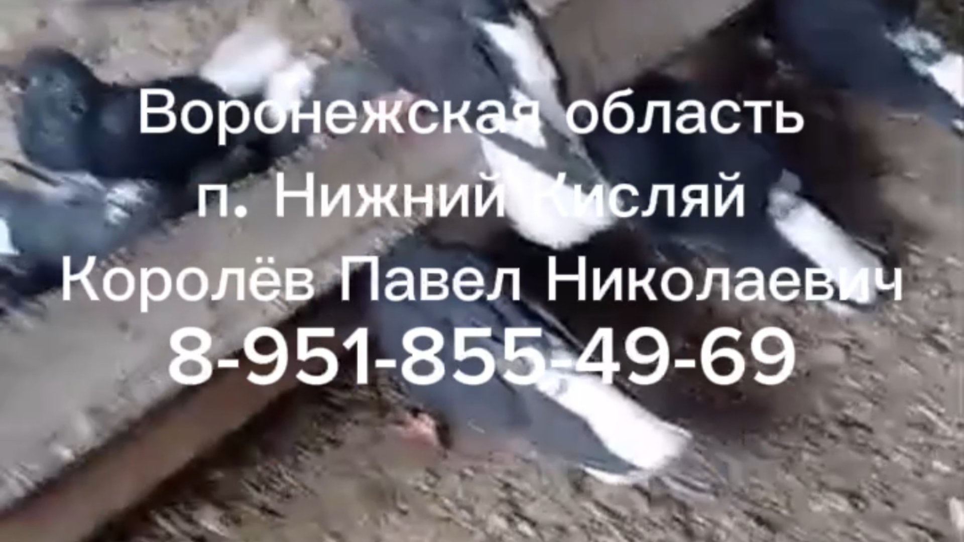 Голуби Нижний Кисляй Королёв Павел Николаевич +7 (951) 855-49-69 смотреть онлайн