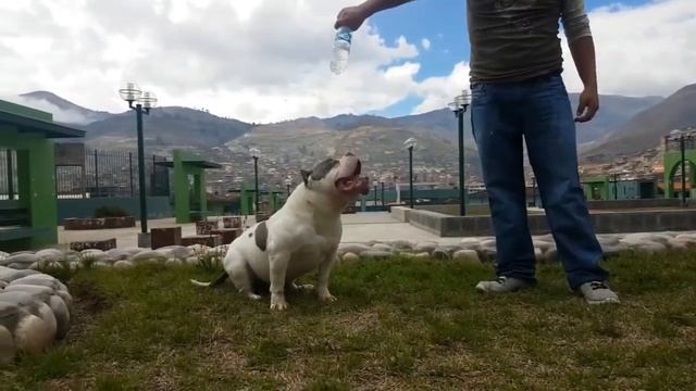 Brock Lesnar American Bully смотреть онлайн