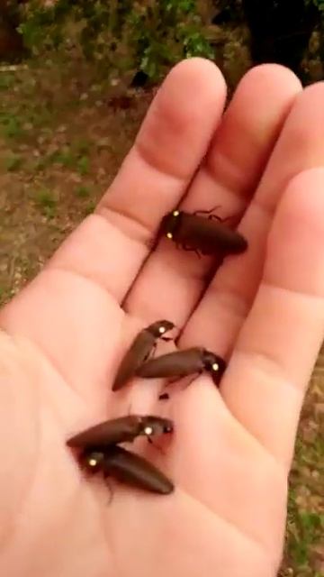 Soltando Besouro Salta-Martin,Click Click Vagalume gigante смотреть онлайн