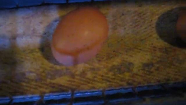 Red Mite infested house смотреть онлайн