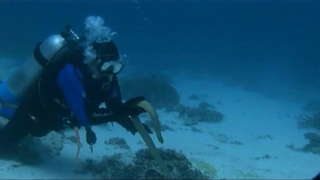 Handling deadly sea snakes, david Ireland catches a sea snake. смотреть онлайн