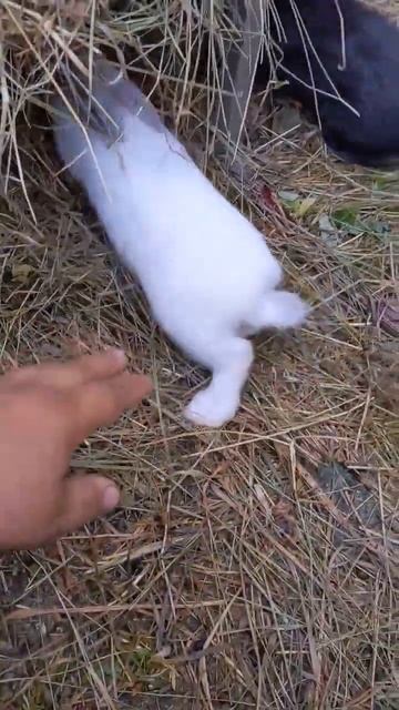 ДЕРЕВНЯ.БУДНИ.КРОЛИКИ.. смотреть онлайн