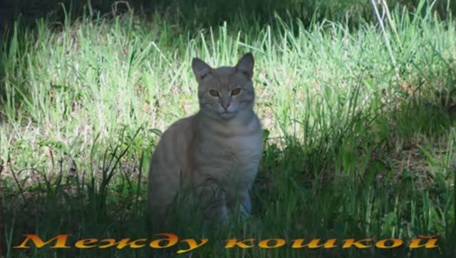 Между кошкой и собакой. смотреть онлайн