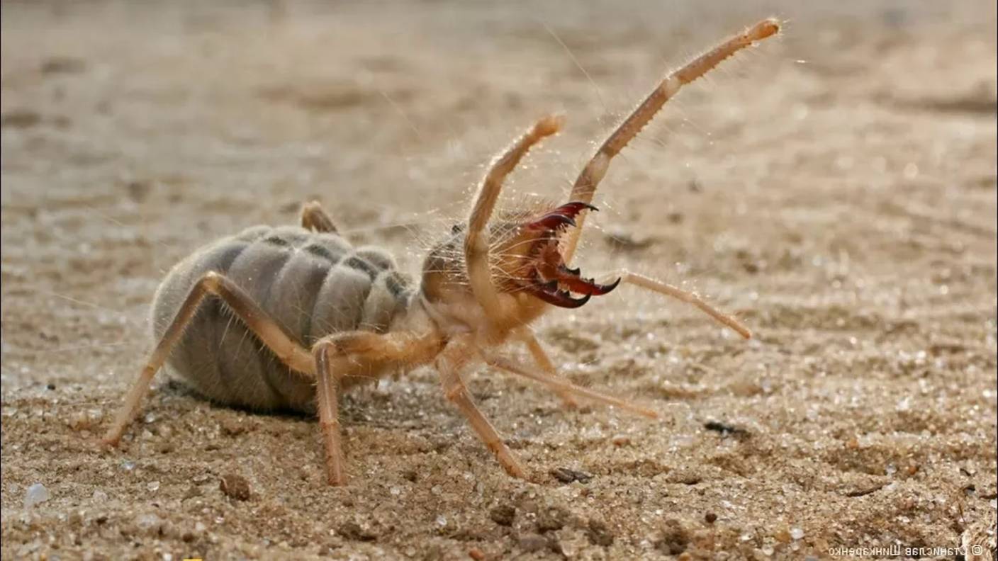 ПАУКИ В ДЕЛЕ! Паук против скорпиона, мыши, ящерицы, змеи смотреть онлайн