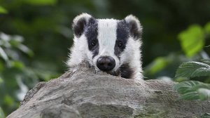 Европейский барсук – мирный, но вспыльчивый строитель. Гоняет лис, истошно кричит и громко храпит.