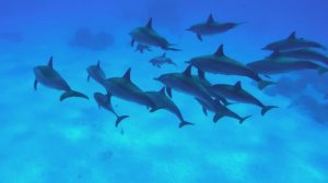 Водный мир и их обитатели!...