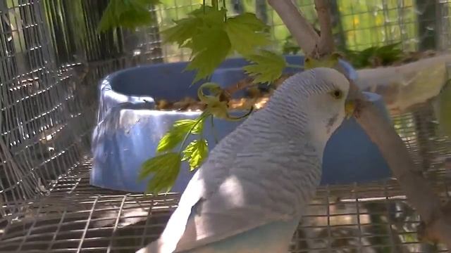 Budgies/Parakeets Eating Maple Leaves(Волнистых попугаев) смотреть онлайн