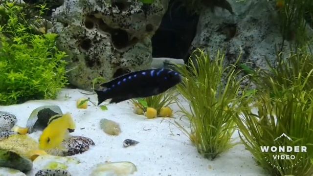 Afrikancichlids смотреть онлайн