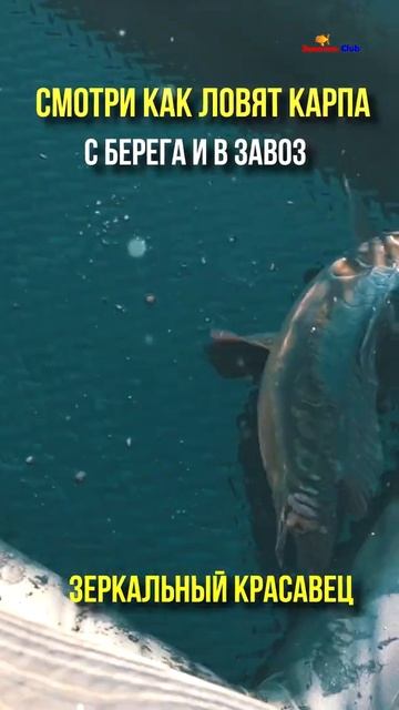 Ловля карпа в завоз Зеркальный красавец События школы рыбалки #shorts смотреть онлайн