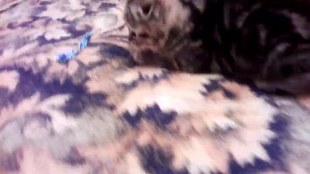 Бешеный кот! смотреть онлайн