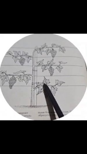 Особенности выращивания винограда в теплице и в открытом грунте #Гарденмарт_советы