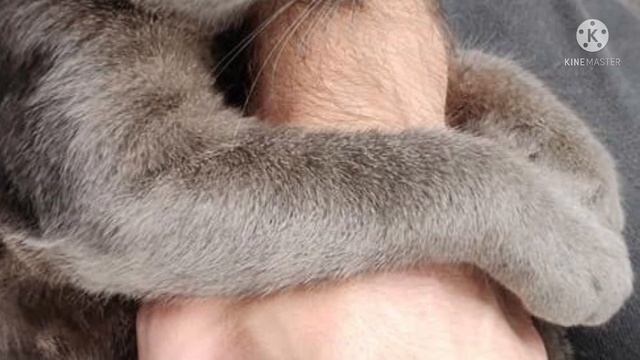 Парень услышал кошачий плач из под машины на парковке. Кошечка была без сил смотреть онлайн
