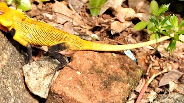 Beautiful yellow chameleon in our yard смотреть онлайн