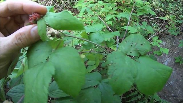 Black Cap vs. Red Raspberry. смотреть онлайн
