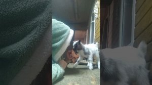 карликовые козы