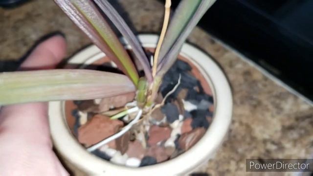Ionopsis utricularioides in bloom - One year progress смотреть онлайн