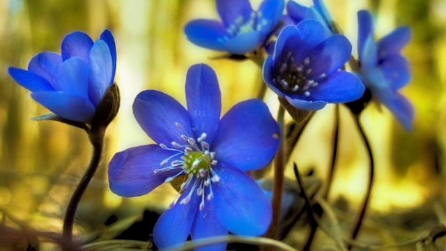 Подснежники . Музыка Баталовой Амелии . Видео Баталовой Елены . 2025 год . смотреть онлайн