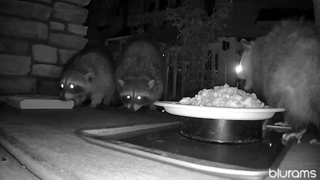 Opossum, Raccoons, and Cat fight смотреть онлайн