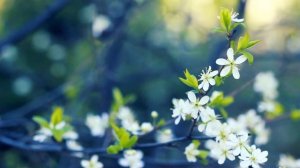 Футаж Красивая цветущая Весна