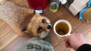 Лиса-Алиса. Лучший напиток для лисы с утра.