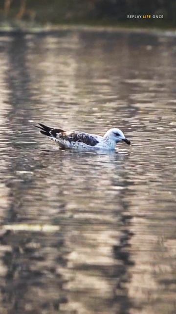 Great Black-Backed Gull #Nature_Photography #birdspotting #wildlife #birds #sony #nature #birdnerd смотреть онлайн