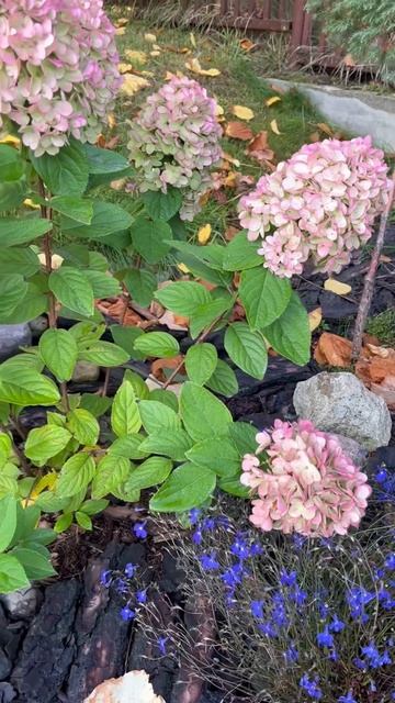 Утро… 🌸 21 сентября #garden #hydrangea смотреть онлайн