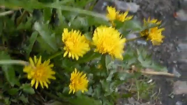 ハヤチネタンポポ・・・うそ、頂上に咲くセイヨウタンポポ смотреть онлайн