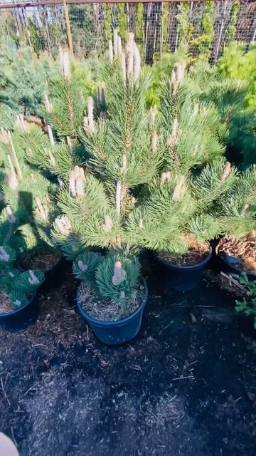 Еще больше интересного , в моей группе телеграмм https://t.me/S76Olga_76 смотреть онлайн