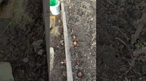 Посадка лука ранней весной на зелень 🧅
