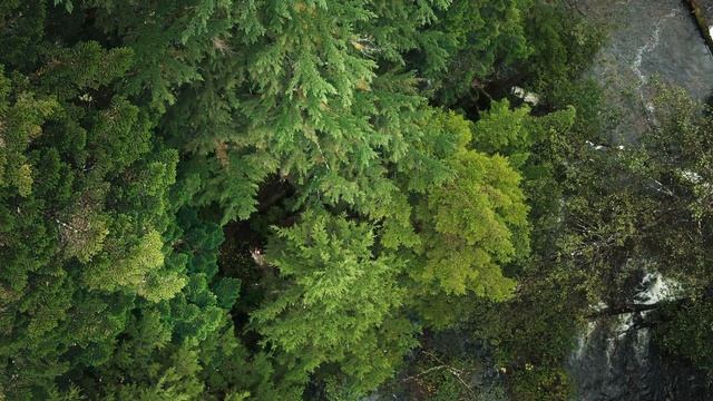 BBC: Планета Земля III 5 серия «Леса» (документальный сериал, 2023) смотреть онлайн