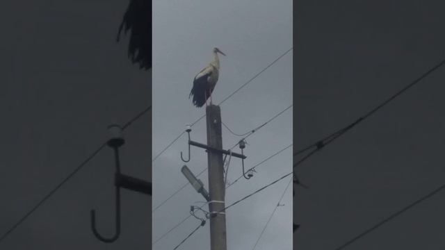 Аист сел на столб смотреть онлайн