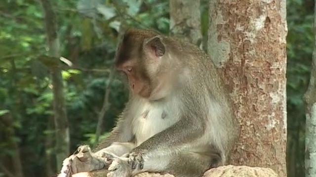 Ангкор Ват. Родственники