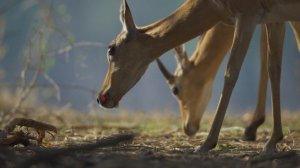 BBC: Планета Земля III 3 серия «Пустыни и степи» (документальный сериал, 2023)