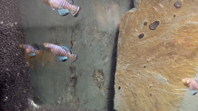 Pete's Killies - Nothobranchius fuscotaeniatus 'Kitonga 97/9' смотреть онлайн