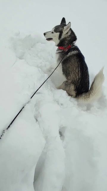 Хася -лиса😆