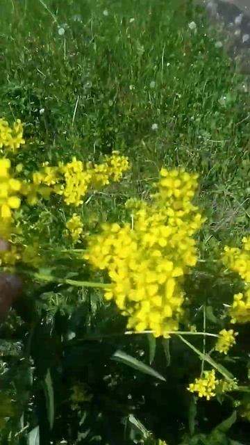 Сурепка смотреть онлайн