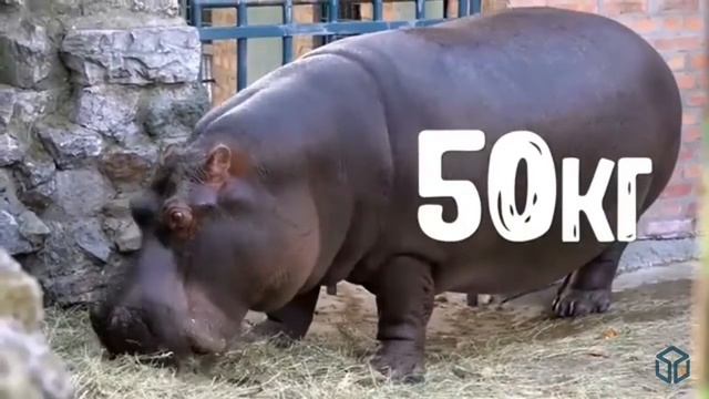 Бегемот смотреть онлайн