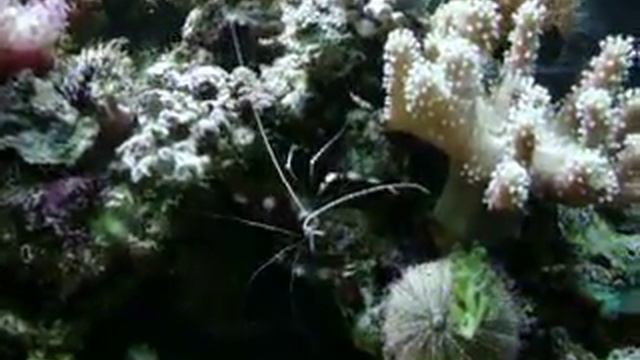 stenopus hispidus смотреть онлайн