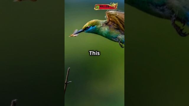Top 10 Stunning Green Birds You Must See! #funny #birdsandbees #wildlife #extinctanimals #viral смотреть онлайн