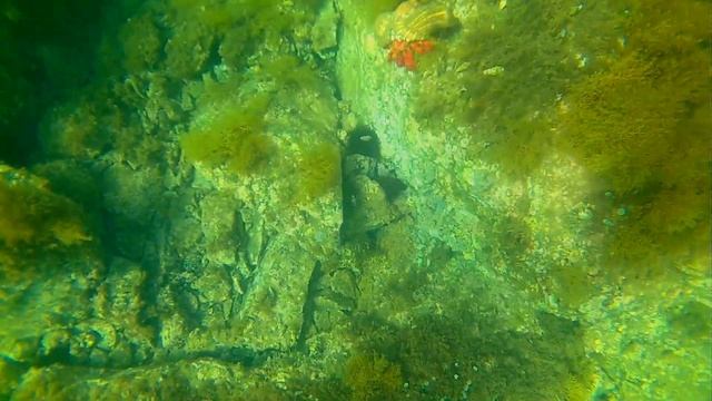 Cangrejo ermitaño rojo, Red hermit crab (Dardanus calidus) смотреть онлайн