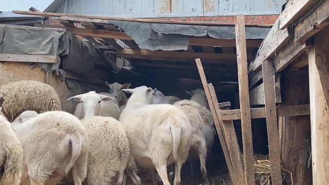 Продажа чистокровных Катумских Баранов, ярок, ягнят,(овец) в Омске, звоните 89658788009 воцап смотреть онлайн