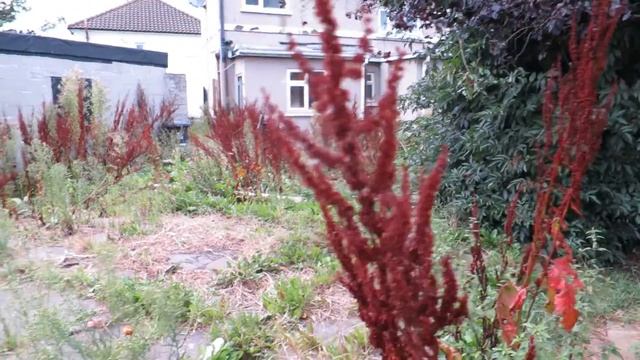 Наш лес. Первое знакомство смотреть онлайн