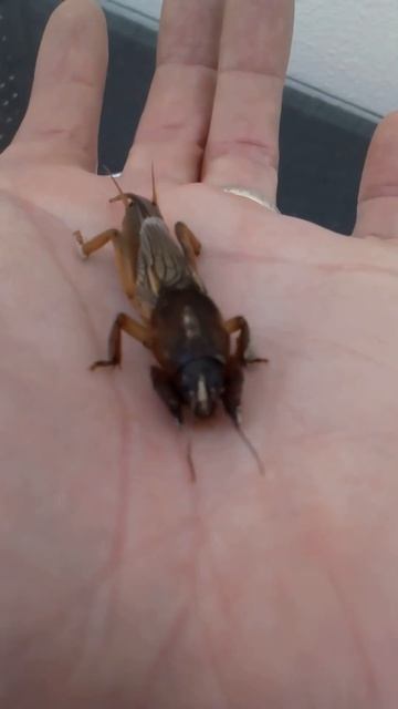 GRILLOTOPO. Gryllotalpa gryllotalpa смотреть онлайн