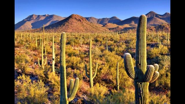 Адаптация листьев к природным условиям. смотреть онлайн